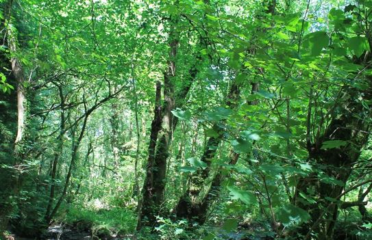 Les forêts