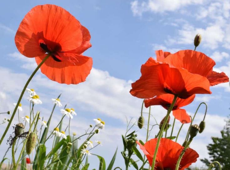 Les  coquelicots