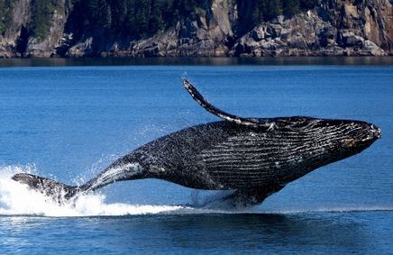 Les  baleines