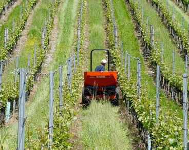viticulture  et  viniculture