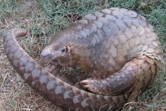 Les pangolins