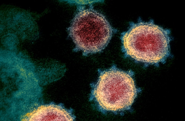 Les variants du coronavirus