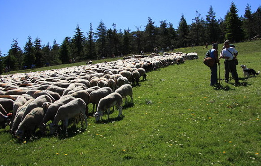 La  transhumance