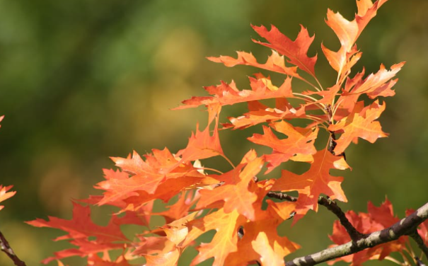 Feuilles d'automne