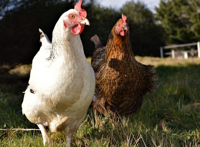 Les poules domestiques