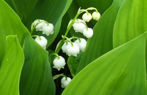 Le muguet