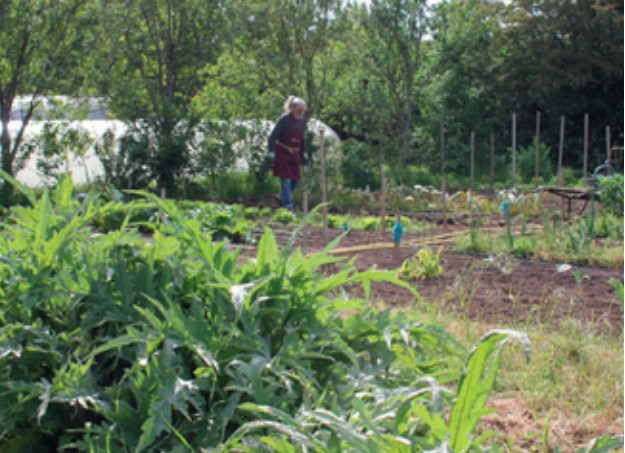 Le jardin potager