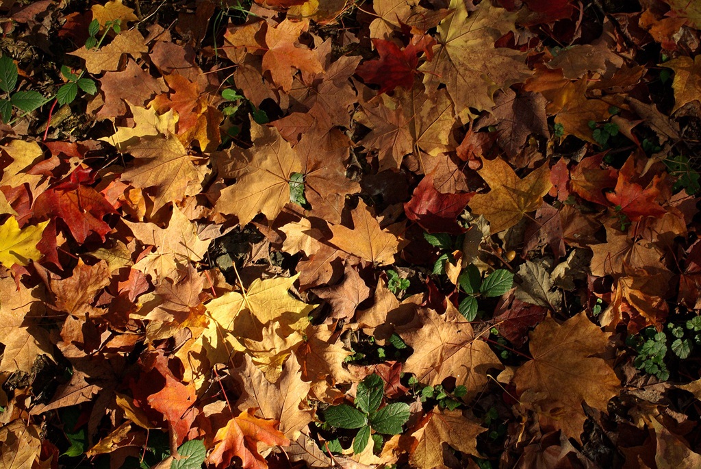 Automne